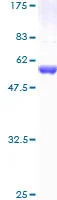 SDS-PAGE - Recombinant Human IKK beta protein (GST tag N-Terminus) (AB114243)