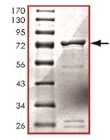SDS-PAGE - Recombinant Human IKK gamma/NEMO protein (AB125589)