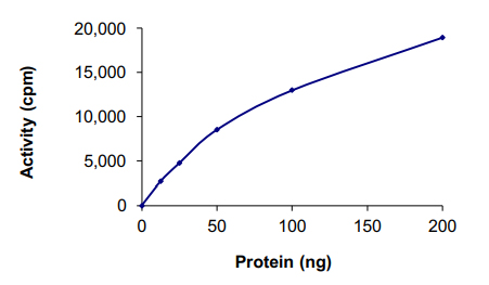 Functional Studies - Recombinant human IKKi/IKKe protein (AB201367), expandable thumbnail