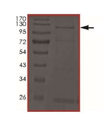 SDS-PAGE - Recombinant human IKKi/IKKe protein (AB201367), expandable thumbnail