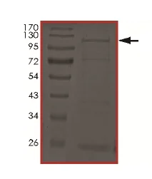 SDS-PAGE - Recombinant human IKKi/IKKe protein (AB201367)