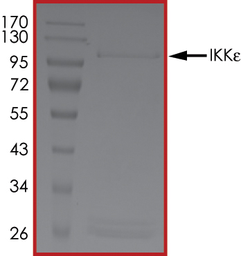 SDS-PAGE - Recombinant human IKKi/IKKe protein (AB201367), expandable thumbnail