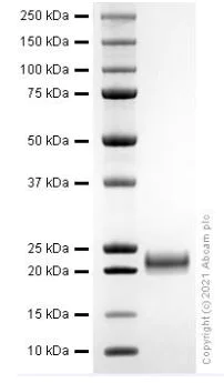 SDS-PAGE - Recombinant human IL-1 alpha protein (Active) (AB280342)