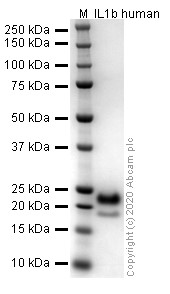 SDS-PAGE - Recombinant human IL-1 beta protein (Active) (AB259387), expandable thumbnail