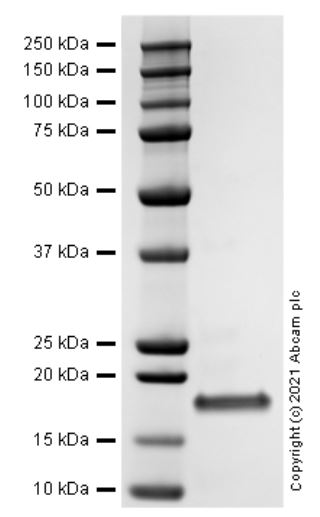 SDS-PAGE - Recombinant human IL-10 protein (Active) (AB284660), expandable thumbnail