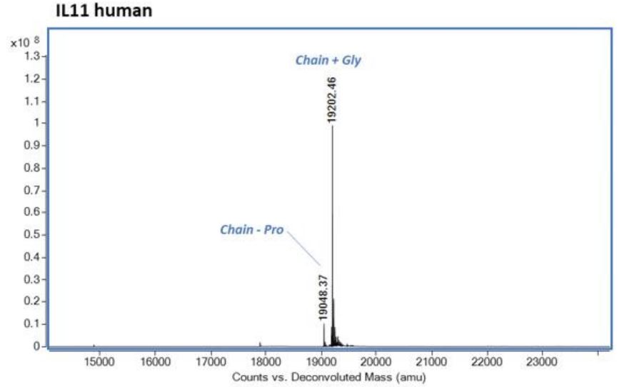 Mass Spectrometry - Recombinant human IL-11 protein (Active) (AB281801), expandable thumbnail