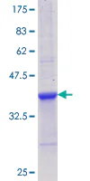 SDS-PAGE - Recombinant Human IL-12 p35 protein (GST tag N-Terminus) (AB158760)