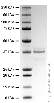 SDS-PAGE - Recombinant human IL-12 p70 protein (Active) (AB259418)