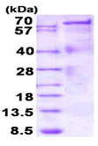 SDS-PAGE - Recombinant human IL-12 protein (His tag C-Terminus) (AB187480)