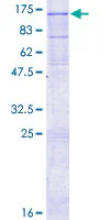 SDS-PAGE - Recombinant Human IL-12RB2 protein (GST tag N-Terminus) (AB158762)