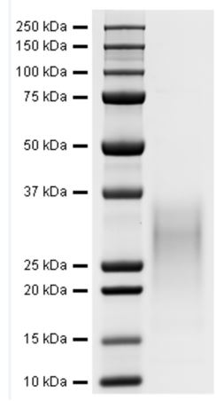 Recombinant Human IL-13 protein (Active)