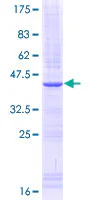 SDS-PAGE - Recombinant Human IL-15RA protein (GST tag N-Terminus) (AB114831)