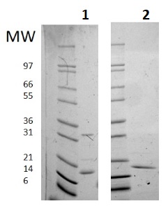 SDS-PAGE - Recombinant human IL-16 protein (Active) (AB256039)