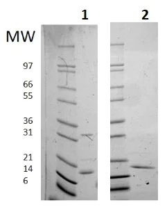 SDS-PAGE - Recombinant human IL-16 protein (Active) (AB256039)