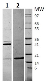 Recombinant human IL-17A protein (Active)