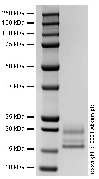 SDS-PAGE - Recombinant human IL-17A protein (Active) (AB282392)