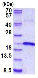SDS-PAGE - Recombinant Human IL-17B protein (AB156976)