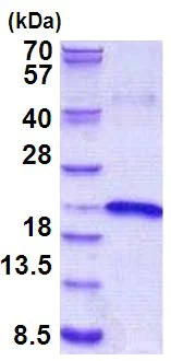 SDS-PAGE - Recombinant Human IL-17B protein (denatured) (AB156733)
