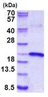 SDS-PAGE - Recombinant Human IL-17B protein (His tag N-Terminus) (AB156976)
