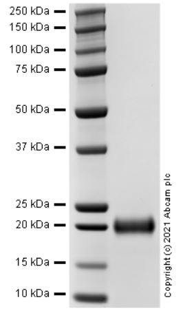 Recombinant Human IL-17F protein (Active)
