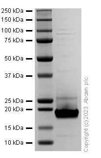 SDS-PAGE - Recombinant Human IL-18 Protein (His tag) (Active) (AB310799)