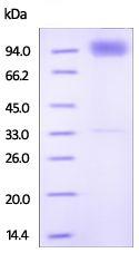 SDS-PAGE - Recombinant Human IL-18R1 protein (AB200494), expandable thumbnail