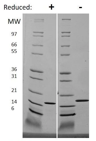 SDS-PAGE - Recombinant Human IL-19 protein (AB269175)