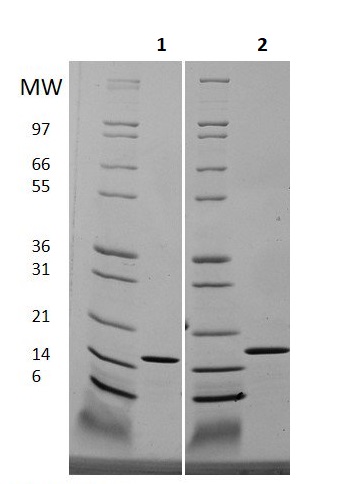 SDS-PAGE - Recombinant Human IL-19 protein (Animal Free) (AB256048)