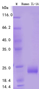 Recombinant Human IL-1a Protein Standard (His tag)