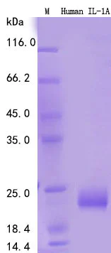 SDS-PAGE - Recombinant Human IL-1a Protein Standard (His tag) (AB316376)