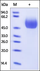 SDS-PAGE - Recombinant human IL-1R-2 protein (AB174069)