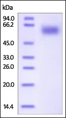 SDS-PAGE - Recombinant Human IL-1RAcP protein (His tag) (AB191652)