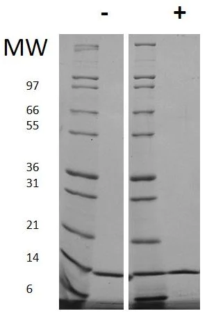 SDS-PAGE - Recombinant human IL-2 protein (Animal Free) (AB179500)