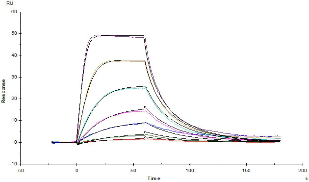 Functional Studies - Recombinant human IL-2 Receptor alpha protein (Active) (AB221397)