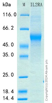 SDS-PAGE - Recombinant Human IL-2 Receptor alpha Protein Standard (His tag) (AB316497)