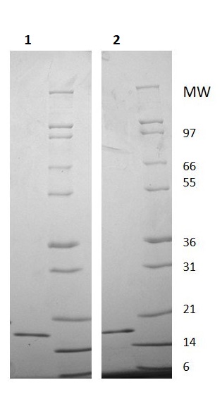 SDS-PAGE - Recombinant Human IL-20 protein (AB256053)
