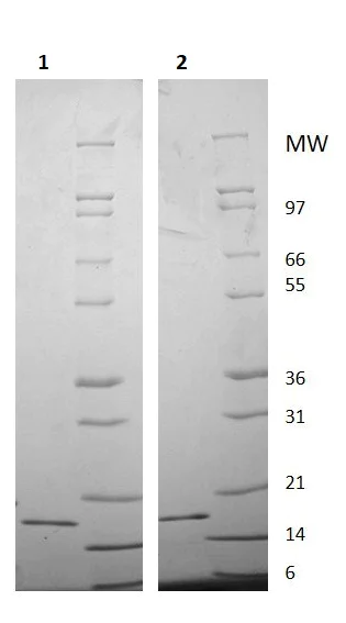 SDS-PAGE - Recombinant Human IL-20 protein (AB256053)