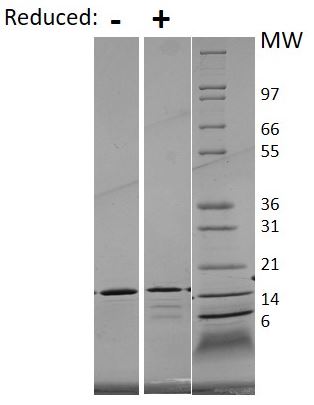 Recombinant human IL-21 protein (Active)