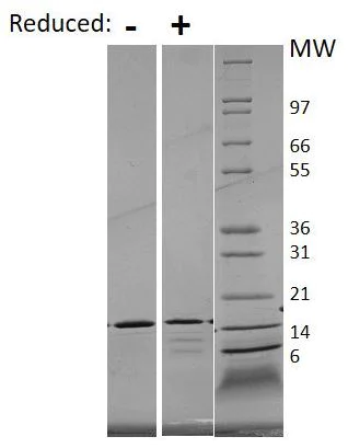 SDS-PAGE - Recombinant human IL-21 protein (Animal Free) (AB179621)