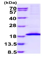 SDS-PAGE - Recombinant human IL-21 protein (His tag C-Terminus) (AB235875)