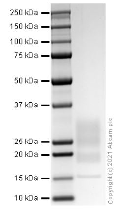 SDS-PAGE - Recombinant human IL-22 protein (Active) (AB280331), expandable thumbnail