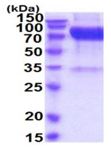 SDS-PAGE - Recombinant Human IL-23R protein (Tagged-His Tag) (AB219281)