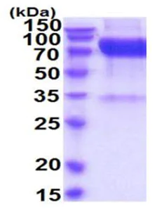 SDS-PAGE - Recombinant Human IL-23R protein (Tagged-His Tag) (AB219281)
