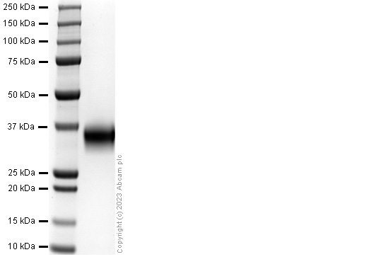 SDS-PAGE - Recombinant Human IL-24 Protein (His tag) (AB310793)