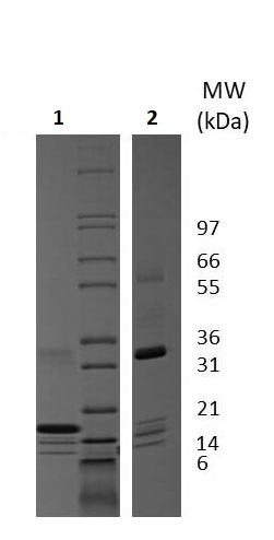 SDS-PAGE - Recombinant human IL-25 protein (Active) (AB256045)