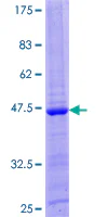 SDS-PAGE - Recombinant Human IL-26 protein (GST tag N-Terminus) (AB163231)