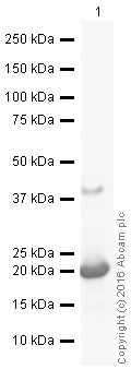 Western blot - Recombinant human IL-28A protein (AB50037), expandable thumbnail