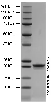 SDS-PAGE - Recombinant Human IL-28A Protein (Active) (AB288800)