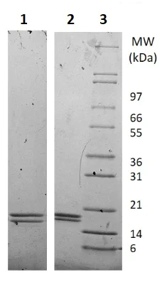 SDS-PAGE - Recombinant Human IL-29 protein (AB256025)