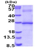 SDS-PAGE - Recombinant Human IL-29 protein (denatured) (AB202252)